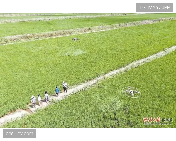 海南板凳排球、光脚打球创新规则,民间智慧丰富赛事形式 海南板凳排球、光脚打球创新规则,民间智慧丰富赛事形式